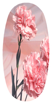 DASOV 022 Pink Carnation